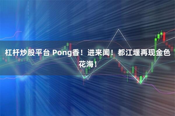 杠杆炒股平台 Pong香！进来闻！都江堰再现金色花海！